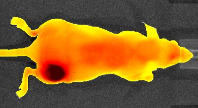 Fluorescent Imaging Agents