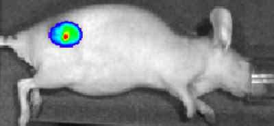 Bioluminescent Glucose Luciferin (BiGLuc)